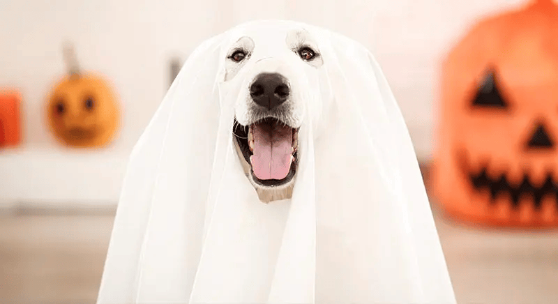 友好的波士顿万圣节活动pg电子中国网站亲子