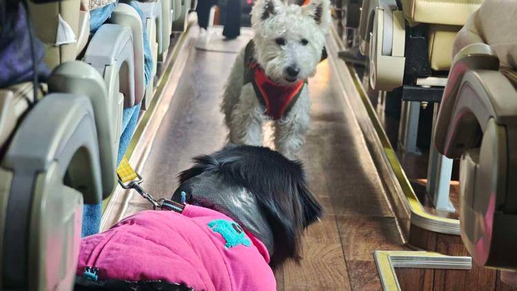 行团透视宠物经济持续狂奔的密码pg电子平台“春节档”的狗狗旅(图2)